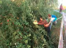 Zber šípok k jesennej výzdobe spoločenských priestorov internátu...aj v ťažko dostupnom teréne – fotografia 3